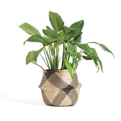 Blackst Table Top Grill Portable